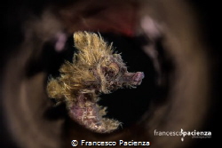 Hairy Hyppo. by Francesco Pacienza 